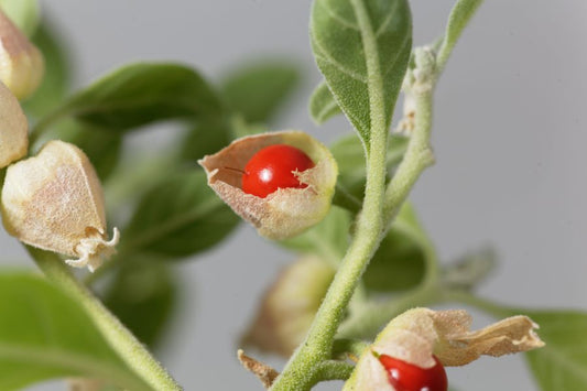 Ashwagandha for hair