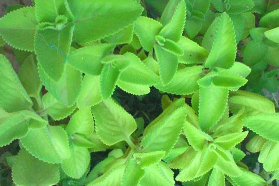 Ajwain Plant - How to Grow Ajwain Plant at Home – Traya