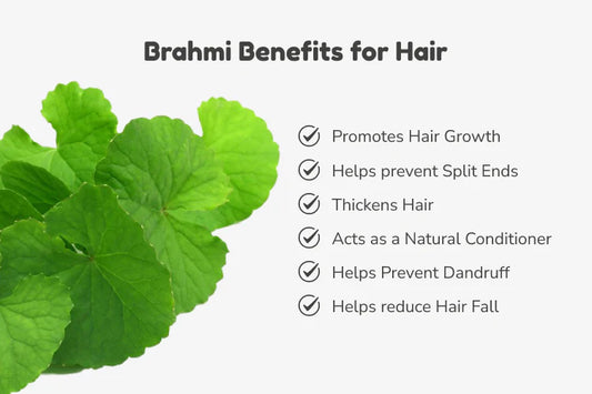 Brahmi Benefits for Hair