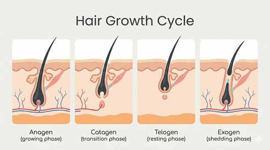 Hair Growth Cycle