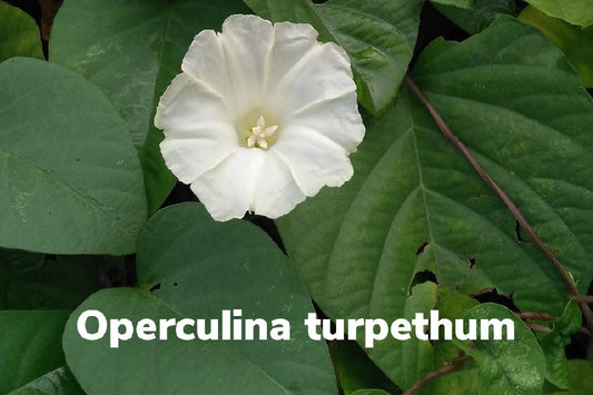 The Best Healing Herb: Operculina Turpethum