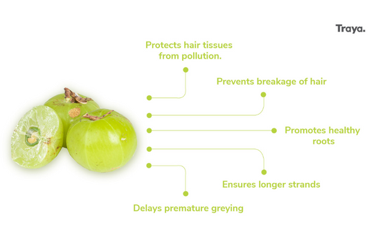 A Guide to Know About Amla Plant