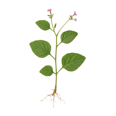 Punarnava